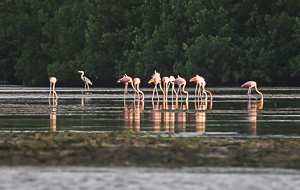 American flamingo in the Caroni Swamp